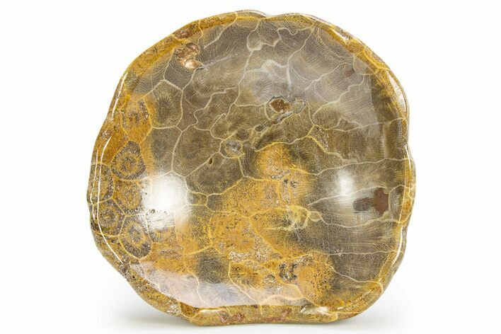 Polished Fossil Coral (Actinocyathus) Dish - Morocco #312172